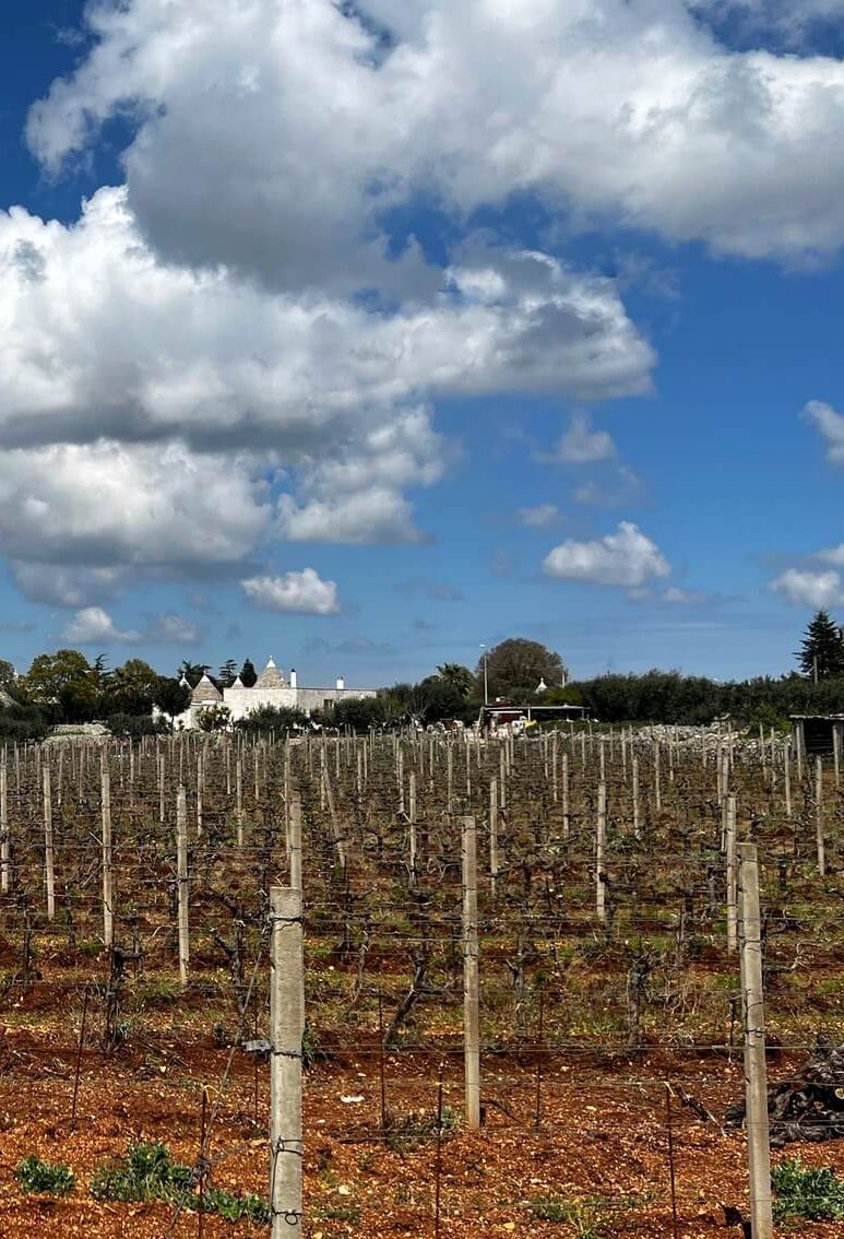 weno-export-valle-d-itria