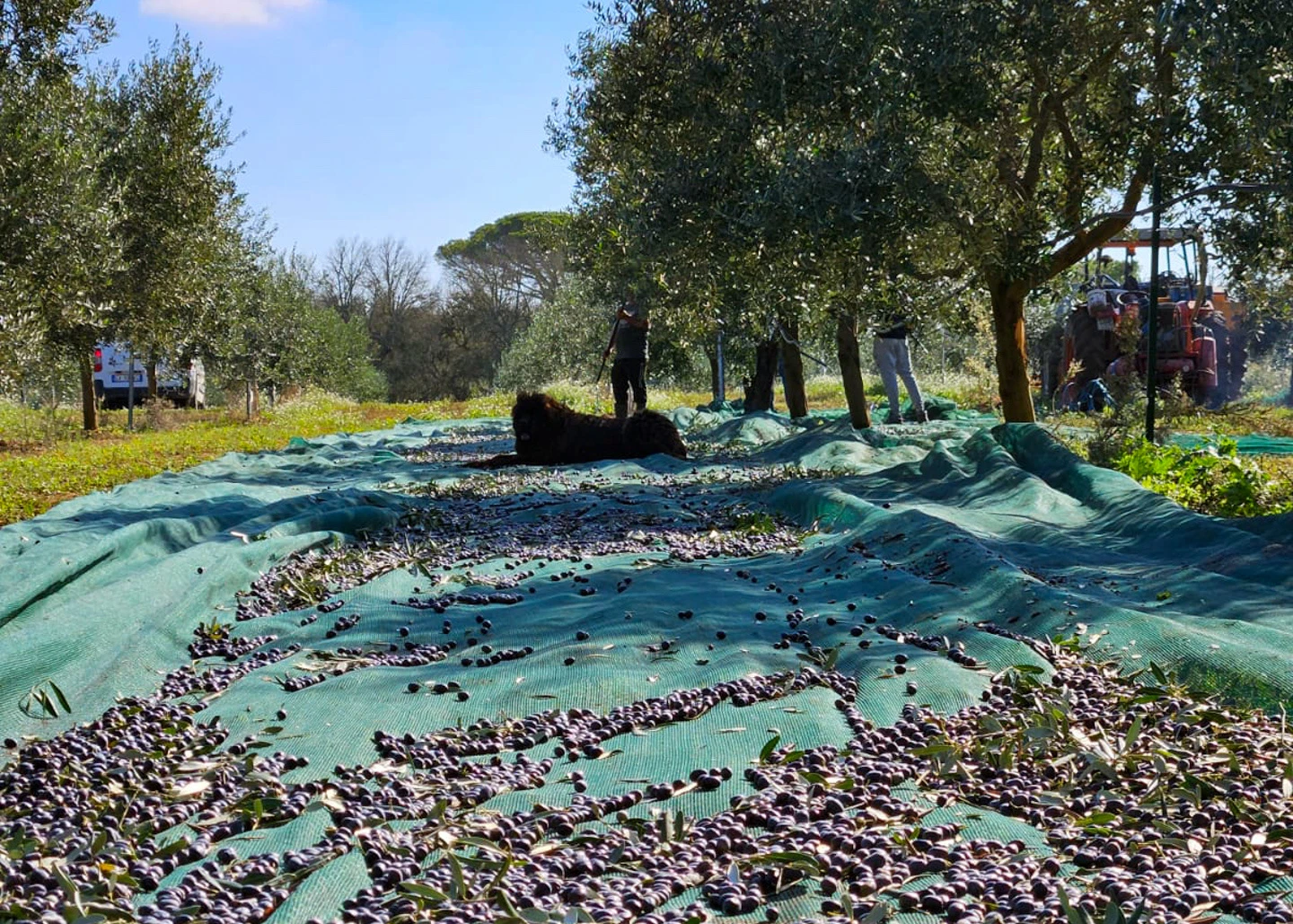 olio-evo-matrico-raccolta